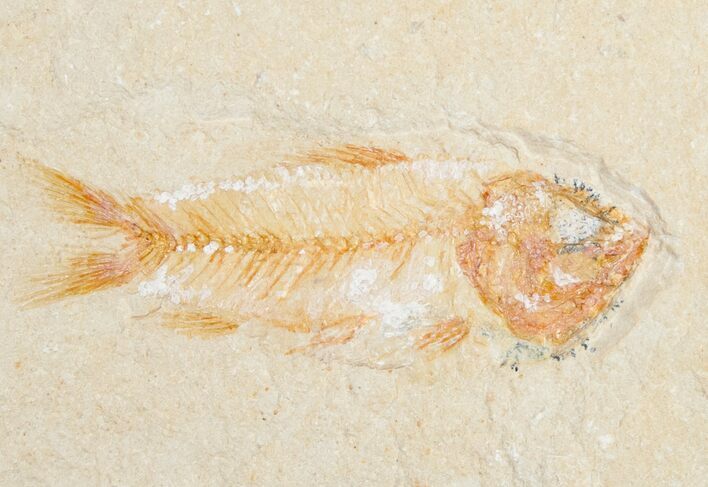 Orange Armigatus Fossil Fish - Lebanon #11493